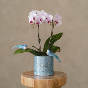 Orchid Grace