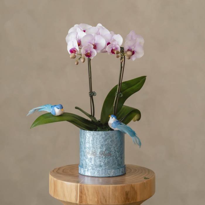 Orchid Grace