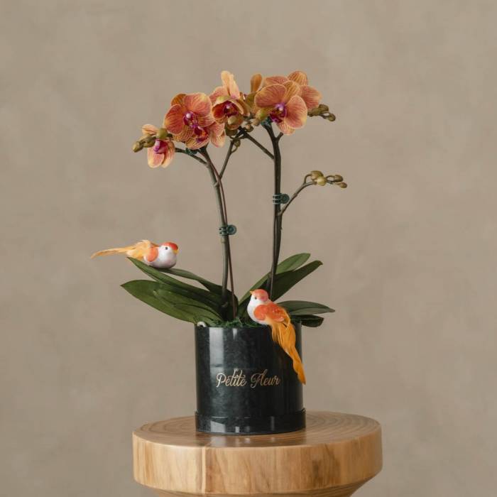 Orchid Grace