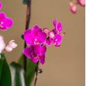 Lavender Delight Orchid Arrangement