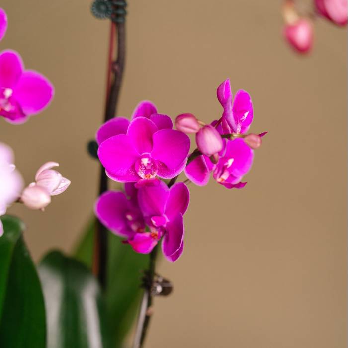 Lavender Delight Orchid Arrangement