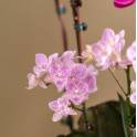 Lavender Delight Orchid Arrangement