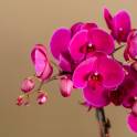 Lavender Delight Orchid Arrangement