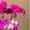 Lavender Delight Orchid Arrangement
