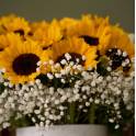 Sunflower in Love