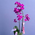 Petite Orchid Vase