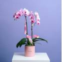 Petite Orchid Vase