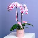 Petite Orchid Vase