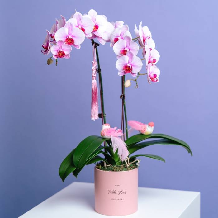 Petite Orchid Vase