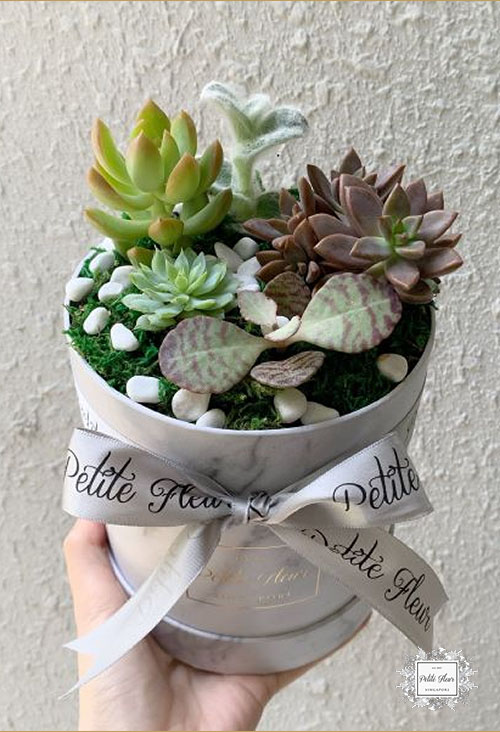 Petite Fleur Succulent Plants