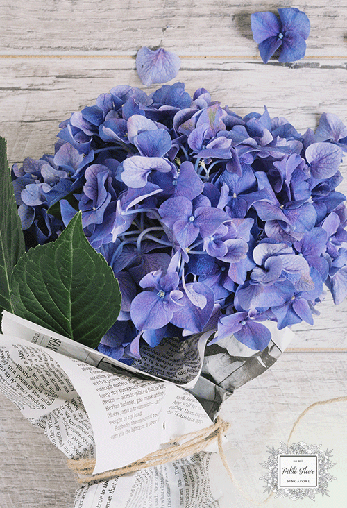Hydrangeas flower bouquets singapore