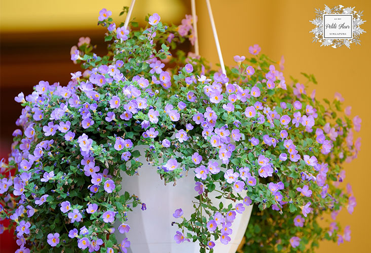 Purple Flowers In a Hanging Pot